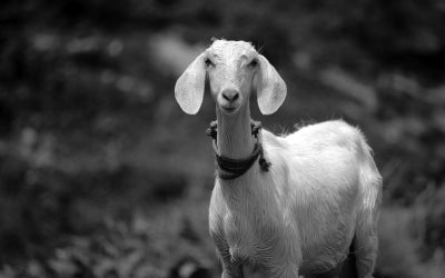 When life gives you AI, make…curd?